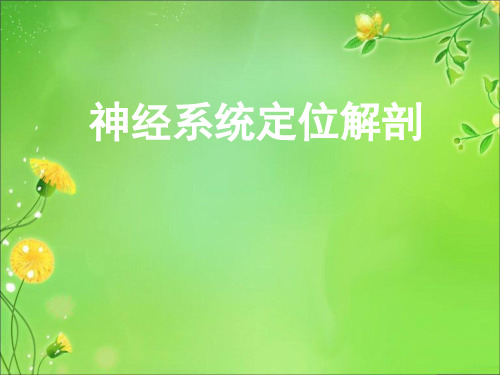 神经系统解剖定位(鲜活图片)2015