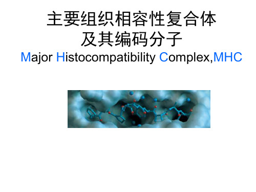 医学免疫学：主要组织相容性复合体及其编码分子