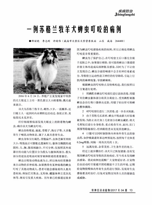 一例苏格兰牧羊犬蜱虫叮咬的病例