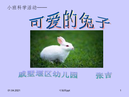小班科学活动:可爱的兔子ppt课件