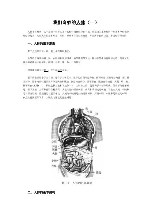 奇妙的人体一