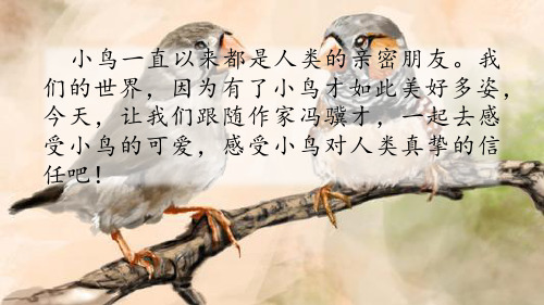 《珍珠鸟》ppt课件1