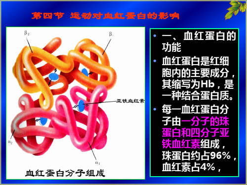 第四节 运动对血红蛋白的影响讲解