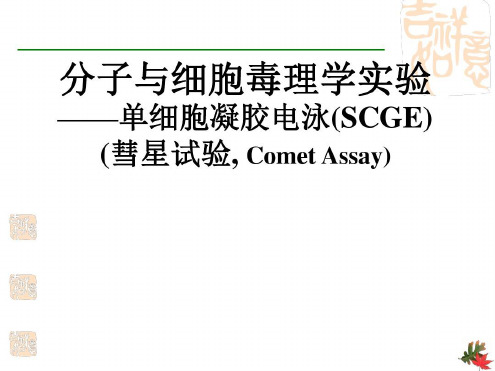 厦门大学-操作讲义-实验八彗星试验单细胞凝胶电泳(SCGE)-2023年学习资料