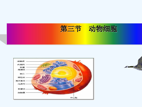 2019新人教版七年级生物上册第三节动物细胞 (2)ppt课件