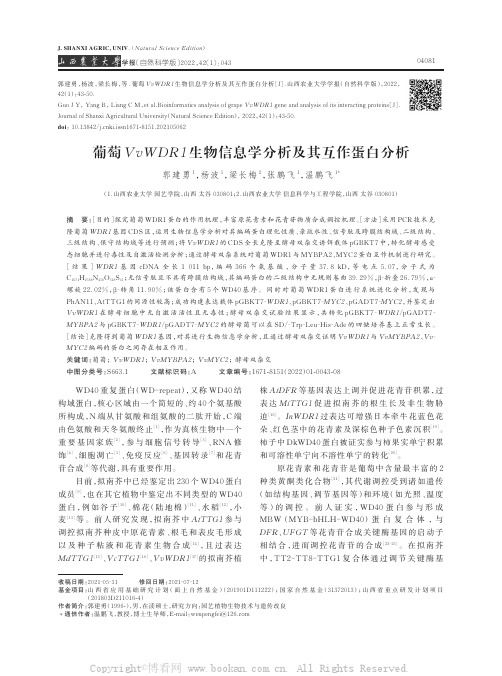 葡萄VvWDR1生物信息学分析及其互作蛋白分析