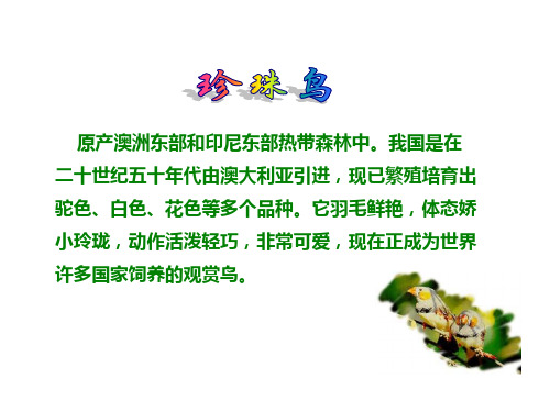 六年级语文珍珠鸟2(PPT)5-1
