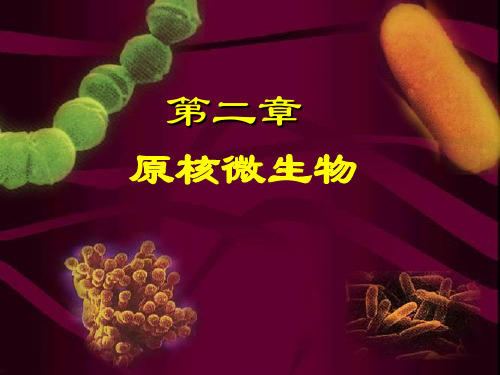 微生物学 第二章 原核微生物