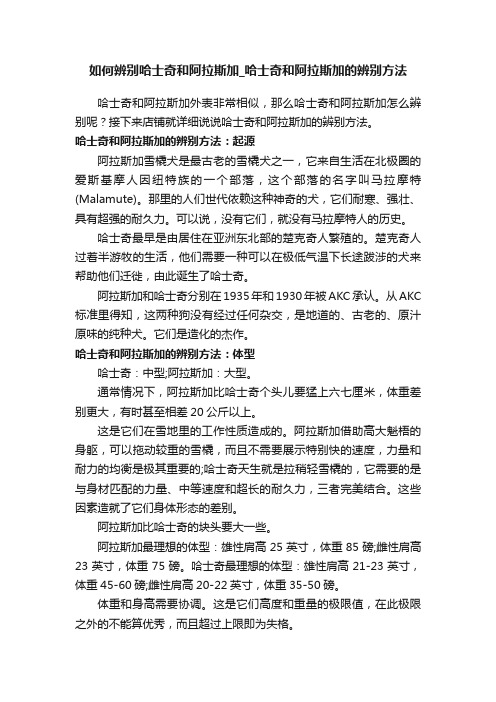 如何辨别哈士奇和阿拉斯加_哈士奇和阿拉斯加的辨别方法