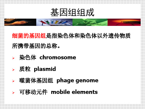 174.1细菌基因组医学微生物学