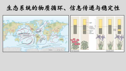 高三生物一轮复习课件 生态系统的物质循环、信息传递和稳定性