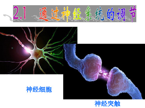 高中生物课件-神经调节