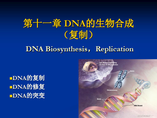 12DNA的生物合成