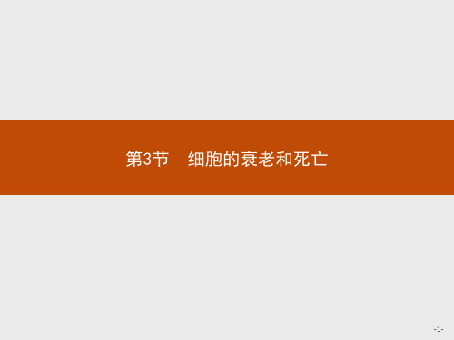 细胞的衰老和死亡【新教材】人教版高中生物必修一教学课件1