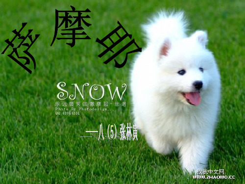 萨摩耶