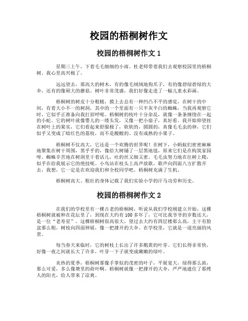 校园的梧桐树作文