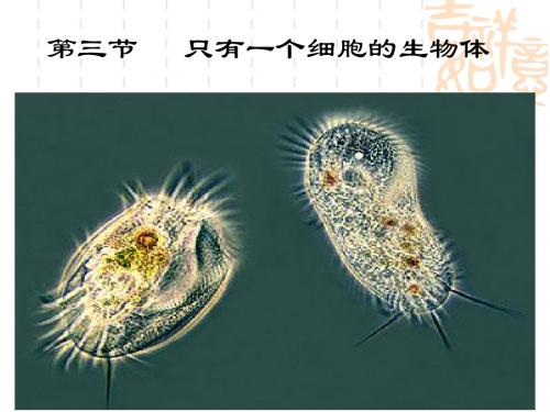 只有一个细胞的生物体4