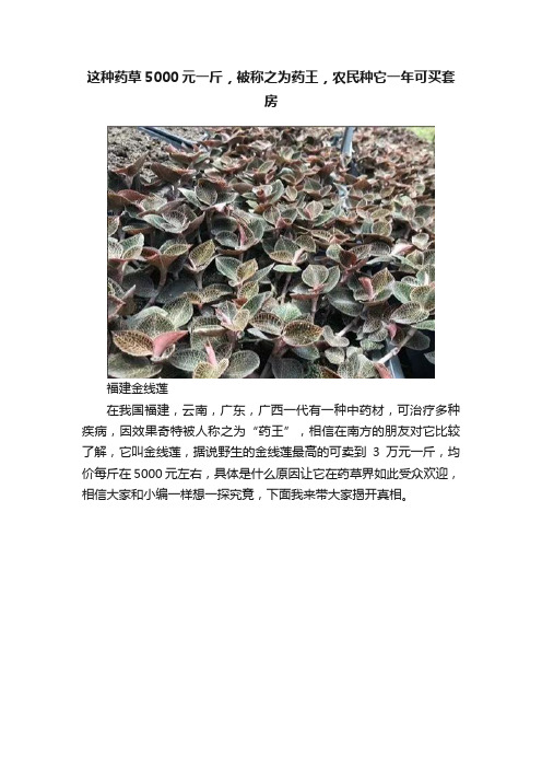 这种药草5000元一斤，被称之为药王，农民种它一年可买套房