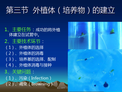 植物组织培养-外植体的选择与建立