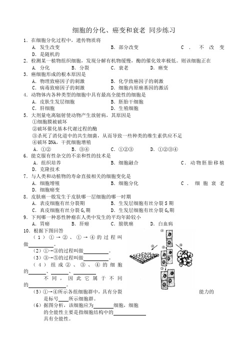 人教版高中生物必修1细胞的分化、癌变和衰老 同步练习1