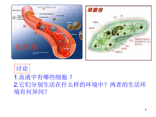 高中生物课件-人体内环境稳态及实例