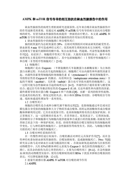 AMPK和mTOR信号传导的相互拮抗在缺血性脑损伤中的作用