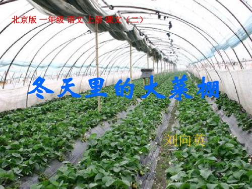 一年级语文上册 冬天里的大菜棚 2课件 北京版