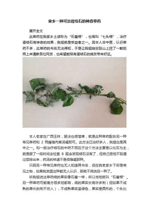 家乡一种可治肾结石的神奇草药