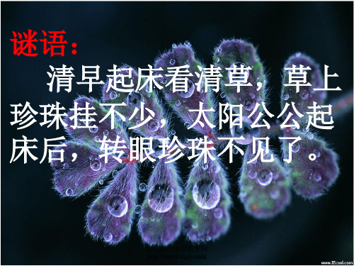 15《小露珠》第一课时