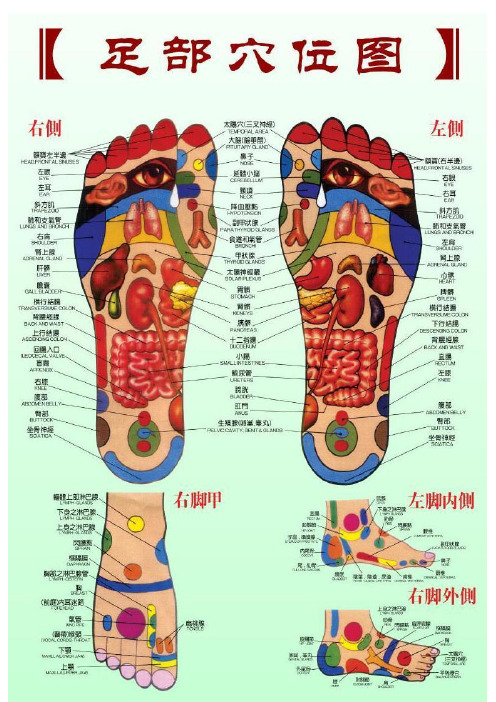 女性足底按摩穴位图示