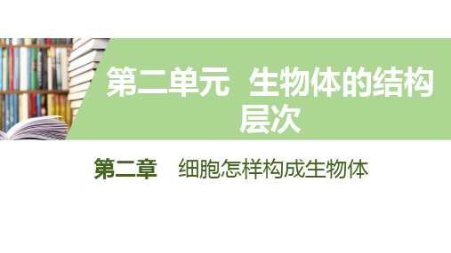 人教版生物七年级上册(课件)第2章 细胞怎样构成生物体 3植物体的结构层次