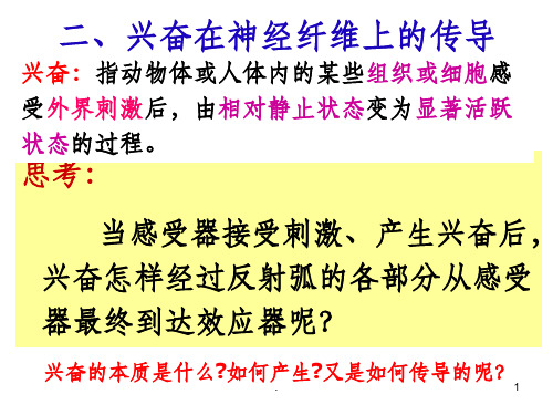 兴奋在神经纤维的传导过程ppt课件