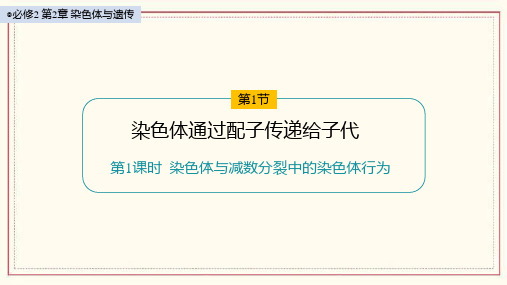 2.1染色体通过配子传递给子代课件高一下学期生物浙科版必修2