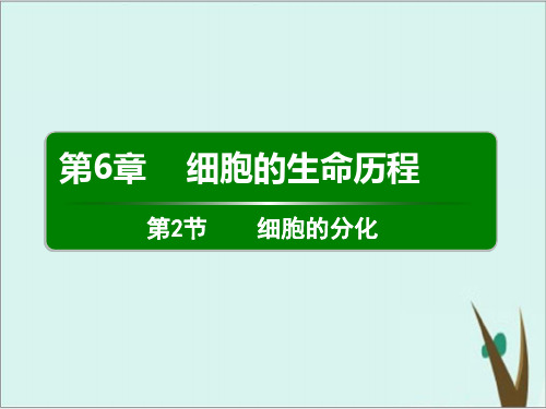 《细胞的分化》人教版高中生物实用课件1