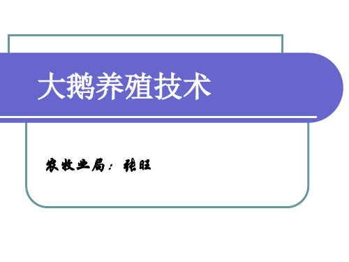 大鹅养殖技术