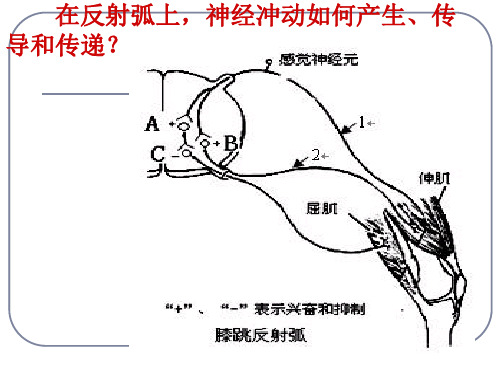 动物体液调节