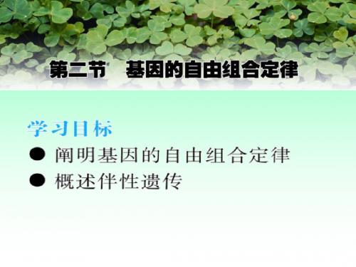第二节+基因的自由组合定律