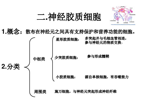 神经胶质细胞