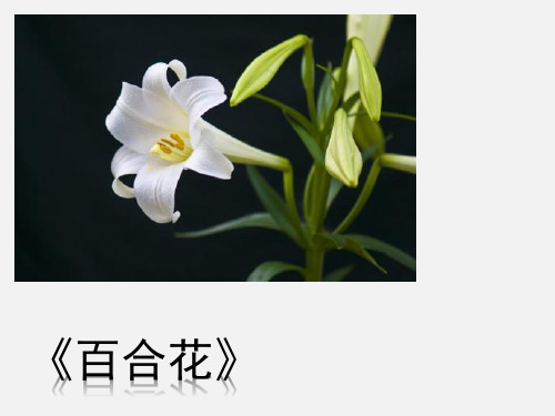 统编版高中 语文必修上册《百合花》