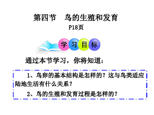 鸟类的生殖和发育