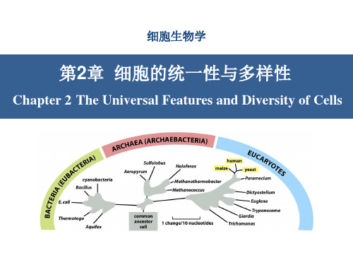 细胞生物学课件 2 细胞生物学-第二章-细胞的统一性与多样性资料