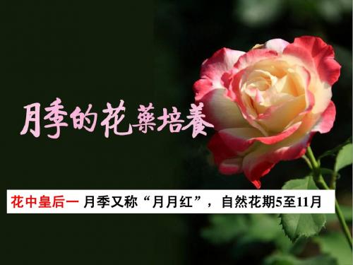 3.2-月季的花药培养