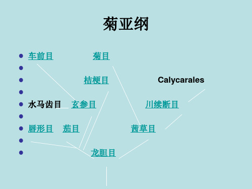 第八章 菊亚纲