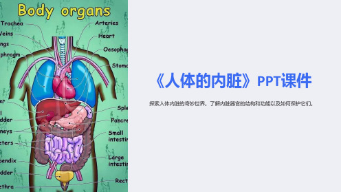 《人体的内脏》课件