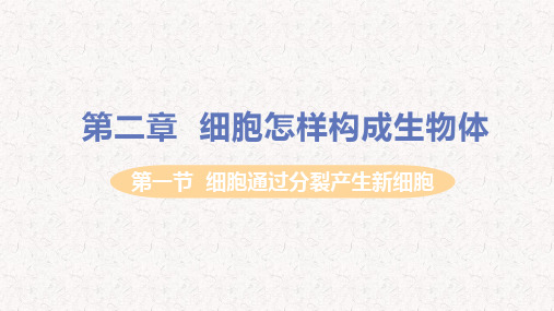 人教版七年级生物上册第二单元第二章细胞怎样构成生物体PPT