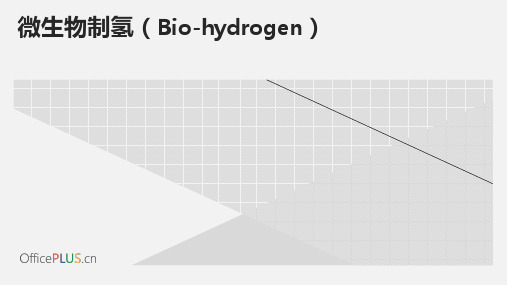 微生物制氢