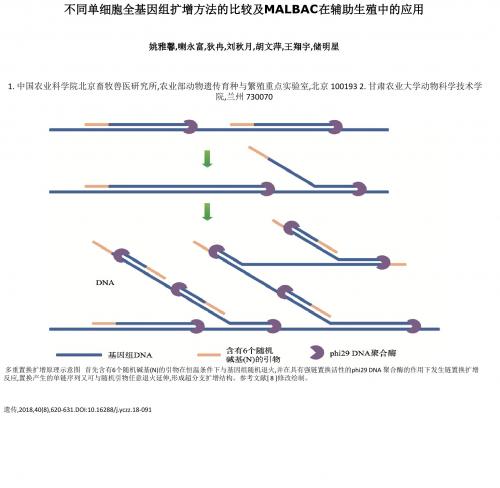 不同单细胞全基因组扩增方法的比较及MALBAC在辅助生殖中