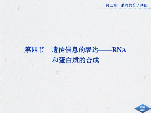 3.4 遗传信息的表达--RNA和蛋白质的合成 课件(浙科版必修2)