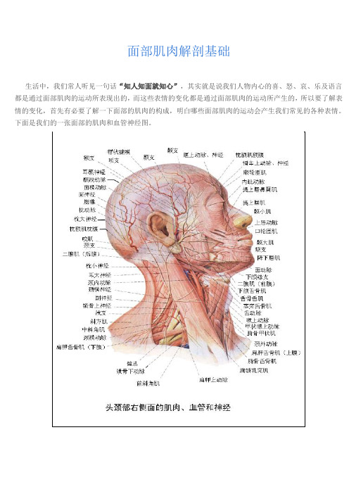 面部肌肉解剖基础