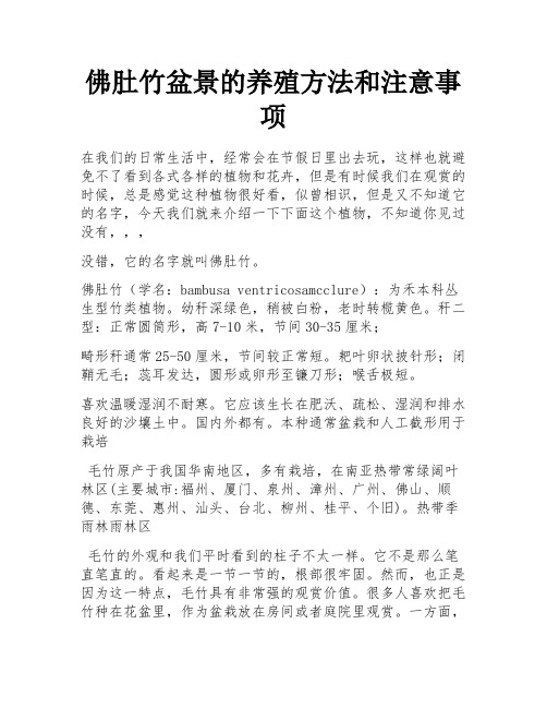 佛肚竹盆景的养殖方法和注意事项